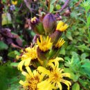 금파초교 이미지