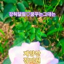 계양산 장미원. 강허달림-꿈꾸는 그대는 이미지