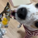 멍뭉한입 이미지