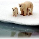 [IELTS Daily Listening-604] US plans to list polar bears as endangered 이미지
