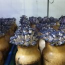 천만농장 이미지