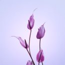 이지스헤어 네이버블로그