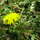 개화초등학교 이미지