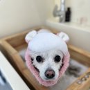 오뉴펫살롱 이미지