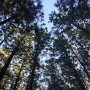 절물 | 제주도 숲길 여행 절물자연휴양림 후기