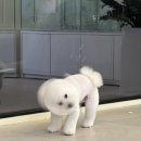 살랑살랑 펫미용 이미지