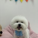 윌리하니 그루밍 이미지