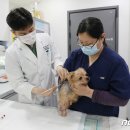 가까운동물병원 이미지