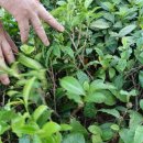 동루골막국수 이미지