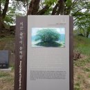 당숲 느티나무 앞 이미지