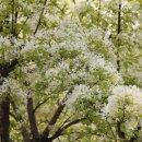 천안대로 이미지