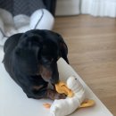 🖤흑미 임보일기 35일차🖤 이미지