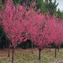 임자 조희룡 유배지 이미지