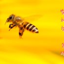 챔피언 태권도 이미지