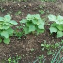 이슬농장 이미지