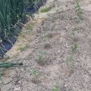 대림농약종묘사 이미지