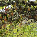 기종목장 이미지