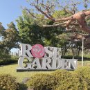 씨유(CU) 우산중흥점 | [광주 당일치기 여행] 조선대학교 장미원 축제 첫날 리얼 방문기 : 장미 명당부터 꿀팁까지!