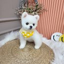 릴리줄리살롱 이미지