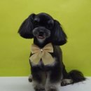 경북반려동물장례식장 이미지