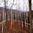 자작나무숲정상 이미지