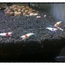 킹콩아쿠아 이미지