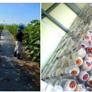 우리손 영암농장 네이버블로그