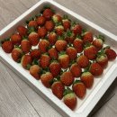 낙용농장 | 류권호농원 논산딸기 | 겨울 설향딸기 솔직후기