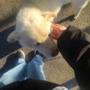 왈왈이 (무실점) 이미지