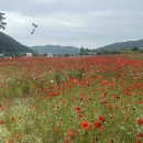 북천역 | 비 온 뒤 선선한 아침, 엄마와 함께 걸은 북천 양귀비 축제 솔직 후기