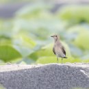 제비물떼새(유조) 이미지