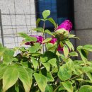 사상의학 반룡한의원 이미지