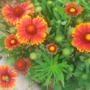 아쉬람펜션 이미지