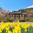 수선화 - 계양구 계산천동로 6 | 수선화