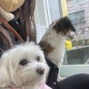 피치 앤 마리 이미지