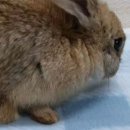 광주TNR동물병원(송정) 이미지