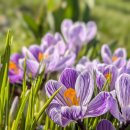 spring forward 이미지