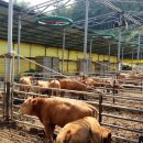 청산목장 이미지