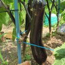 (주)아주농장 이미지