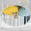 용인시 동물보호센터 | 용인동물보호센터 방문 후기! 미니어처푸들입양 꿈 이루다