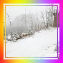 진애견 | 겨울 풍경에 반려견까지 더해진 선택,알지캠프266 애견글램핑·홍천캠핑장 후기