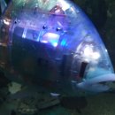 잠실 롯데월드 아쿠아리움 할인 쿠폰 벨루가 보는 법 이미지