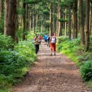 한라산둘레길 천아숲길 이미지