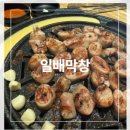 일배막창 이미지