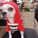 애니몰하우스 이미지