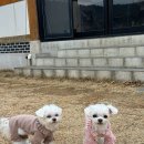 노블리안 형산 독채한옥풀빌라 이미지