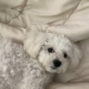 마이펫 | 🐶 비숑 강아지 눈물사료 정착기✨ [마이펫닥터 시그니처 2.0 ]솔직 후기