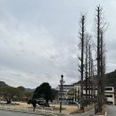 스완흑염소 이미지