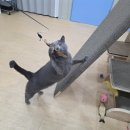 소라캣 | 믿고 맡기는 동탄 고양이 호텔 코자냥 ~ 소라의 호텔링