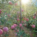 이슬농장2 이미지